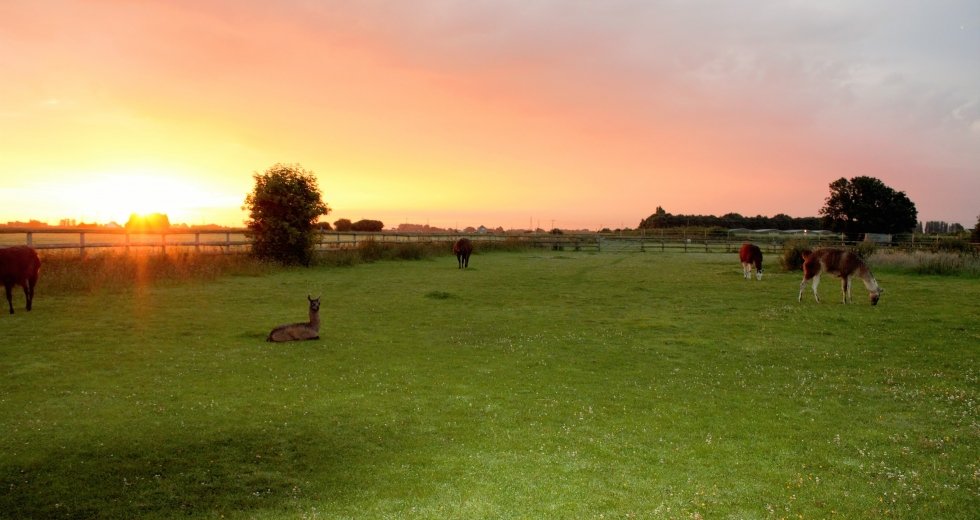 Glamping holidays in Norfolk, Eastern England - Glamping with Llamas